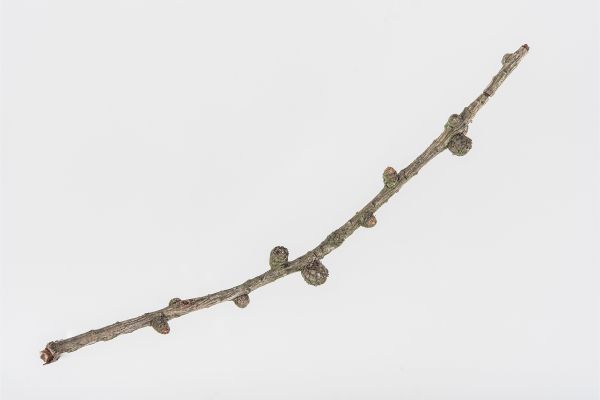 Katharina Schmid OneByOne 2015 Opener